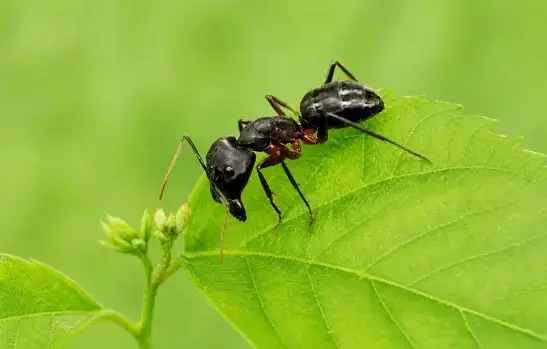 Carpenter ant exterminator treating a West Jordan, UT home