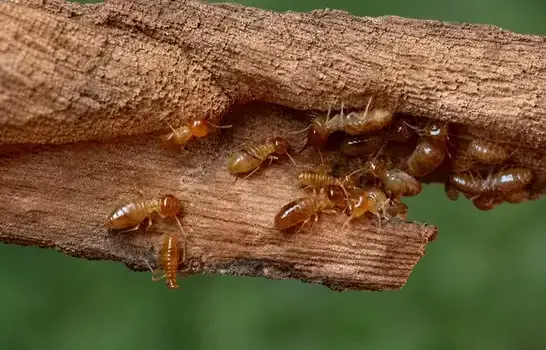 Termite exterminator treating a West Jordan, UT home
