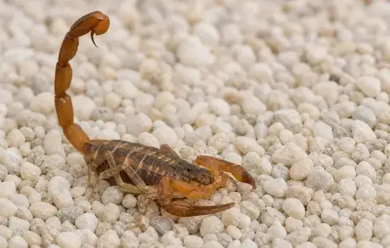Scorpion Pest Control in West Jordan, UT