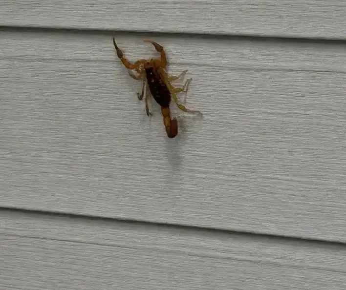 Scorpion Pest Control in a West Jordan, UT home