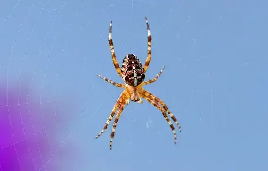 Spider Pest Control in West Jordan, UT