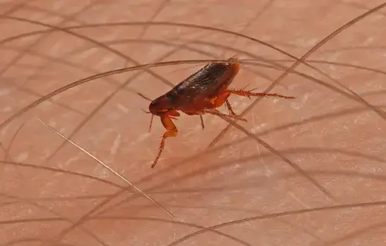 Flea Pest Control in West Jordan, UT