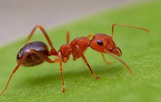 Fire ant exterminator treating a West Jordan, UT home