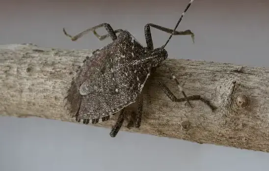 Stink bug exterminator treating a West Jordan, UT home